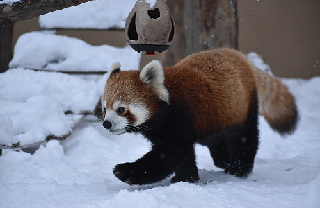 レッサーパンダ舎