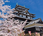 松江城　桜