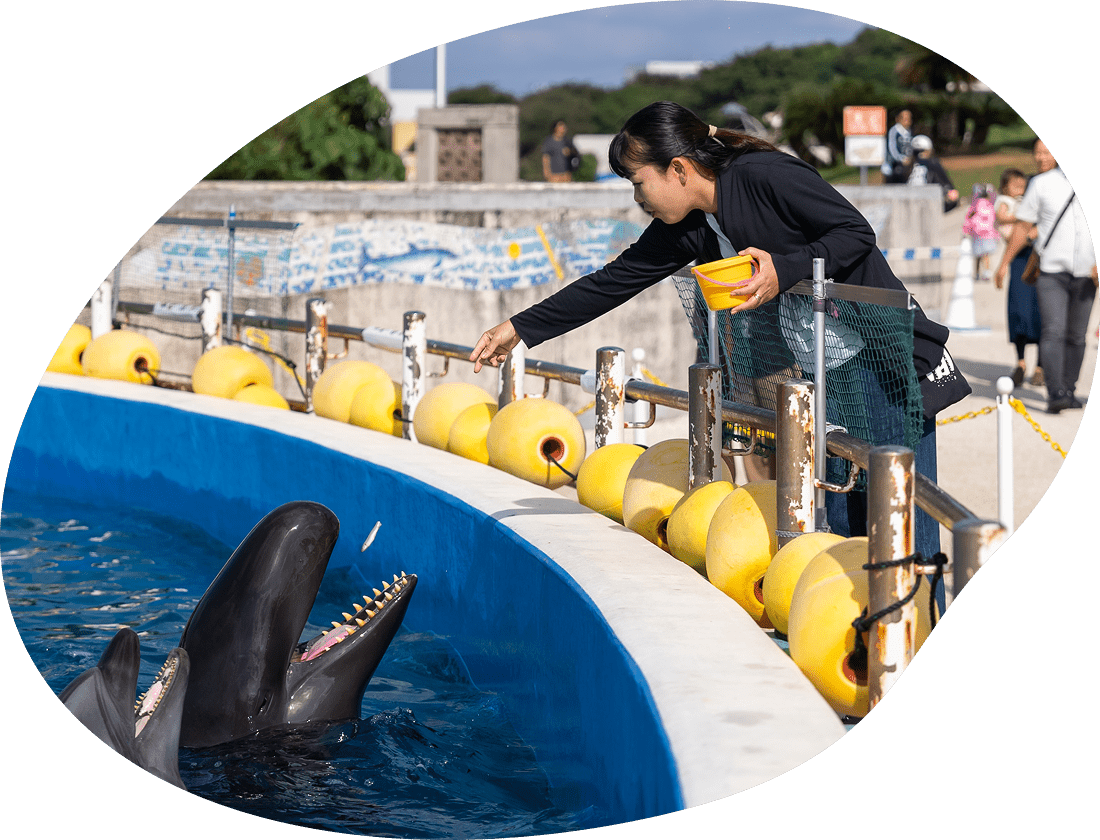 イルカへの給餌体験をする様子の写真