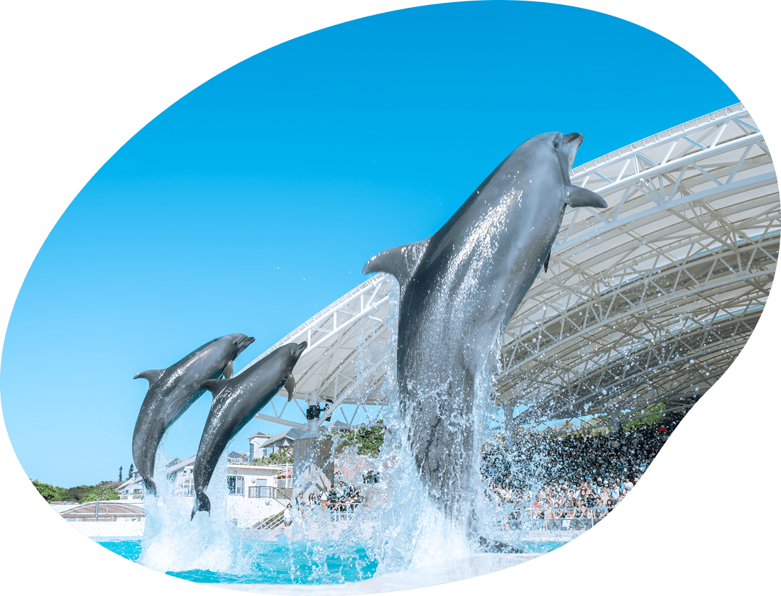イルカショーでジャンプをするイルカたちの写真