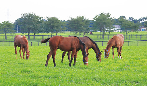 ノーザンホースパーク