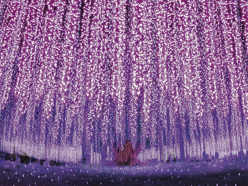 あしかがフラワーパーク