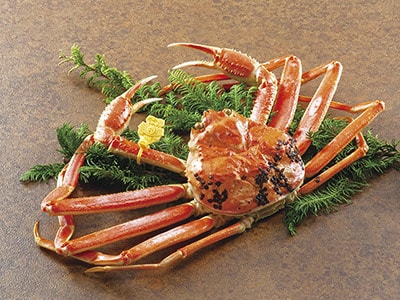 タグ付き越前ガニ