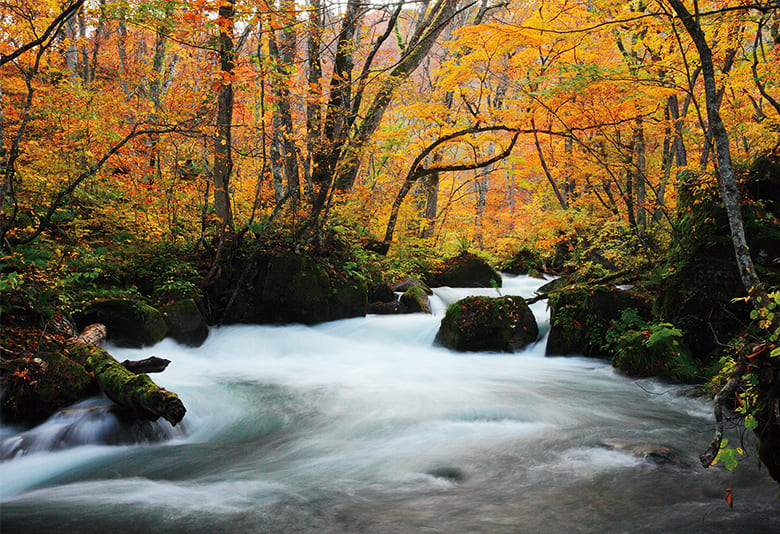 奥入瀬渓流・白神山地の紅葉（青森県・秋田県）オススメのスポット