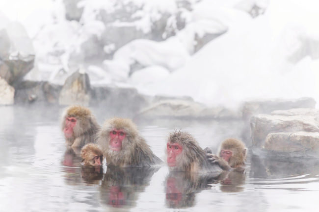 地獄谷野猿公苑