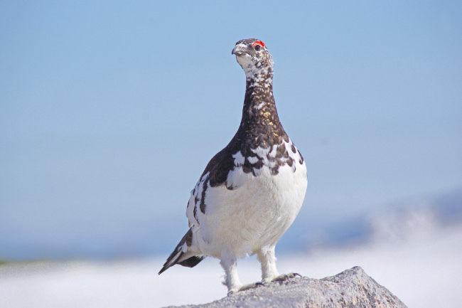 ニホンライチョウ
