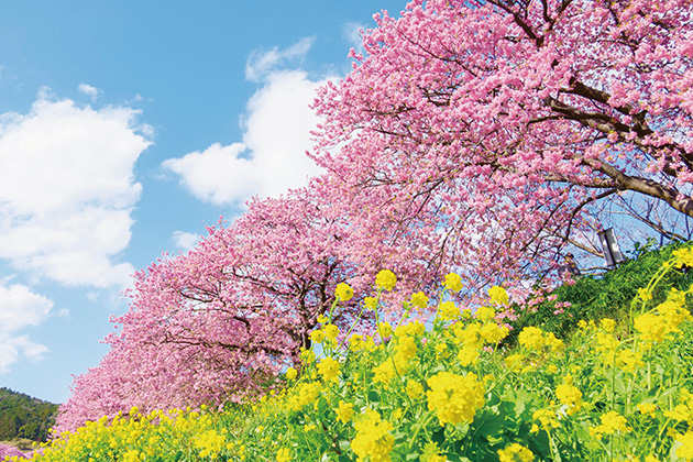 菜の花とのコントラスト