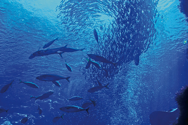 下田海中水族館