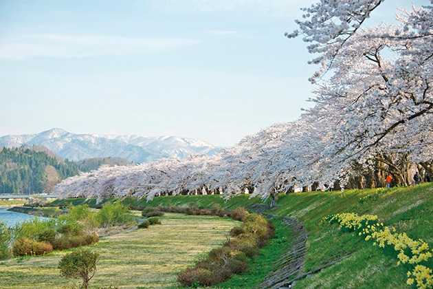川沿いを彩る桜のトンネル