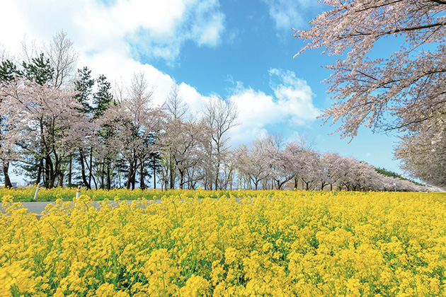 大潟村　桜・菜の花ロード