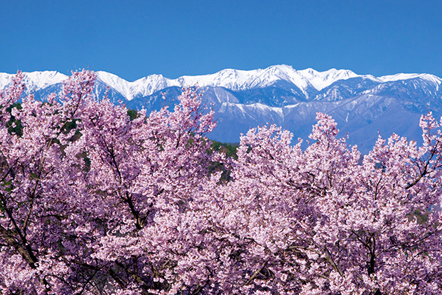日本アルプスと桜