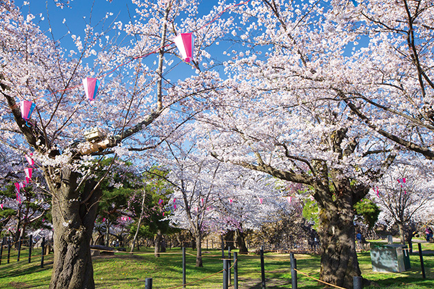 小諸城址懐古園