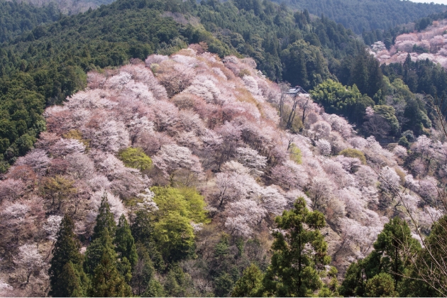 一目千本の桜の風景