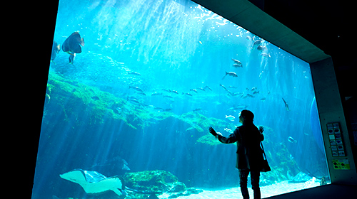 九十九島水族館海きらら