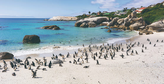 ペンギンが生息するボルダーズビーチ、美しき港町ケープタウンを訪れます