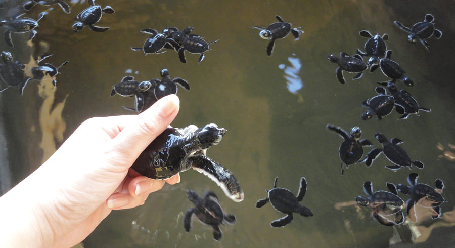 ウミガメの保護センター