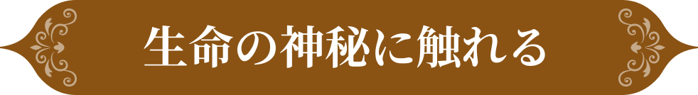 生命の神秘に触れる
