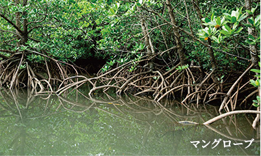 マングローブ