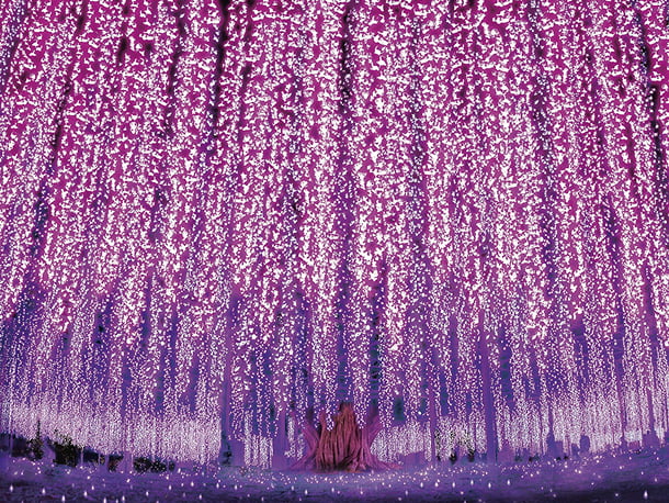 あしかがフラワーパーク（栃木県）のイメージ写真