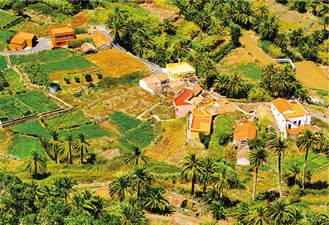 ナツメ椰子の木やジャガイモの段々畑が島の到る所に見られる（ラ・ゴメラ島）