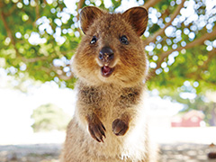 クォッカワラビー