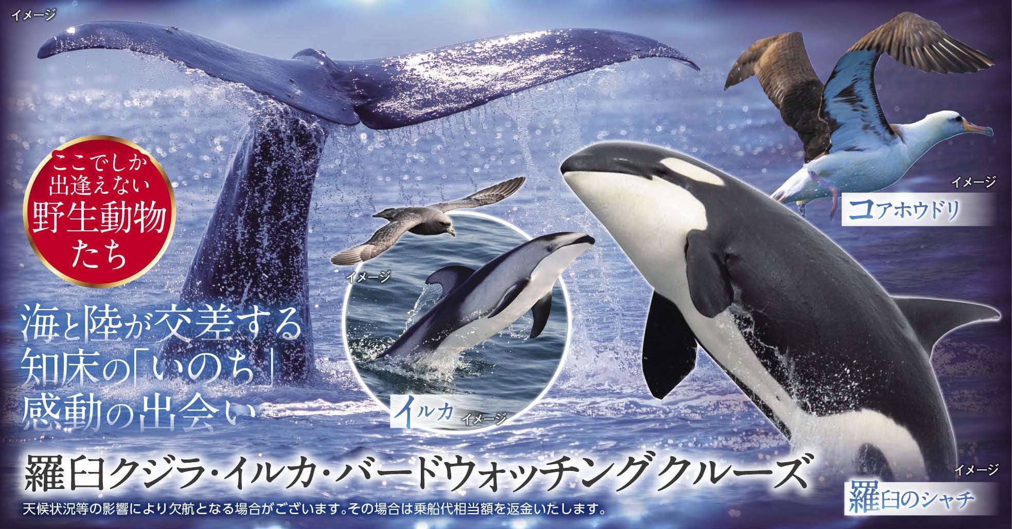 羅臼クジラ・イルカ・バードウォッチングクルーズ