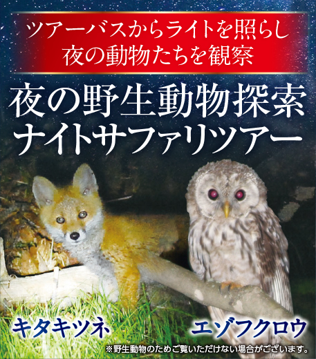 夜の野生動物探索ナイトサファリツアー