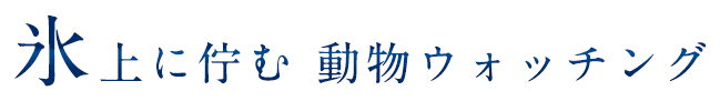 氷上に佇む 動物ウォッチング