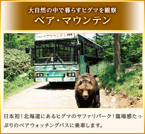 大自然の中で暮らすヒグマを観察　ベア・マウンテン