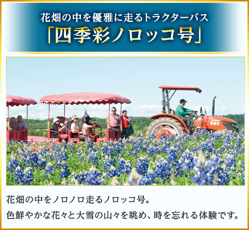 花畑の中を優雅に走るトラクターバス　「四季彩ノロッコ号」