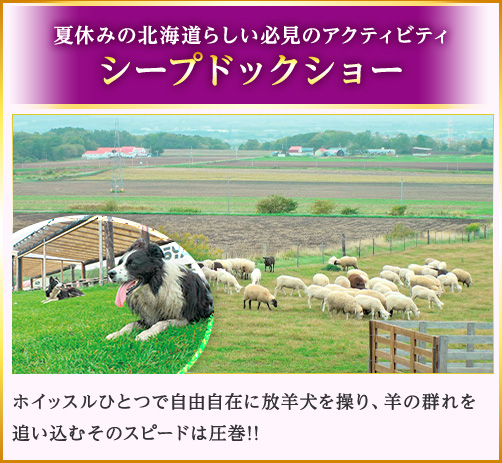 夏休みの北海道らしい必見のアクティビティ　シープドックショー