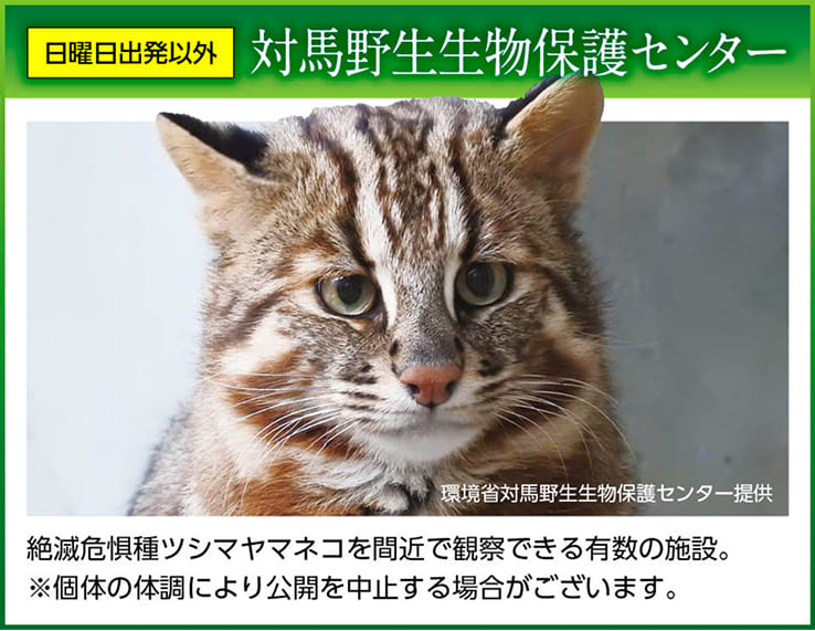 対馬野生生物保護 