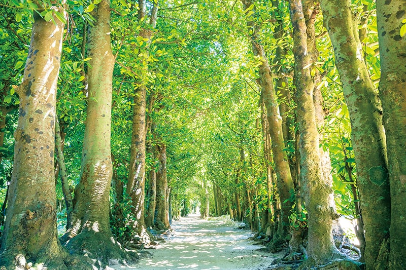 備瀬のフクギ並木