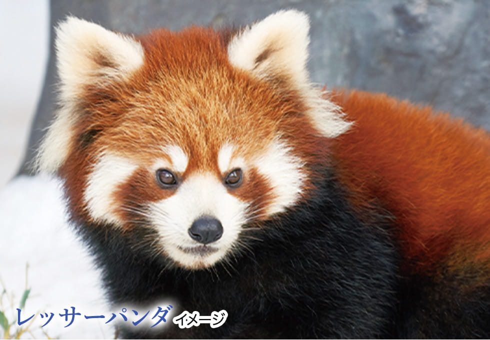 レッサーパンダ