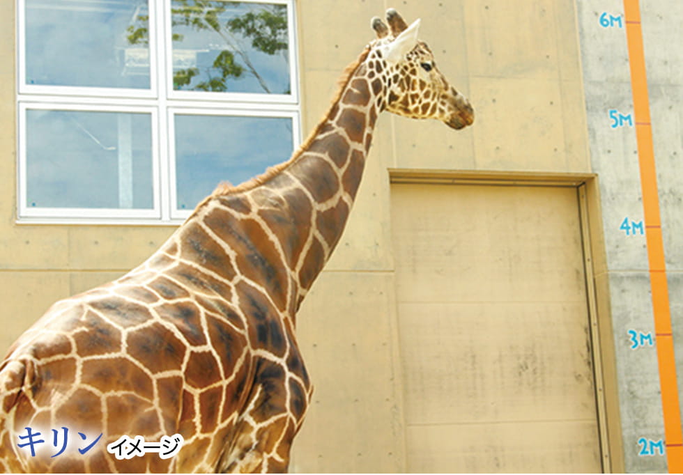 キリン