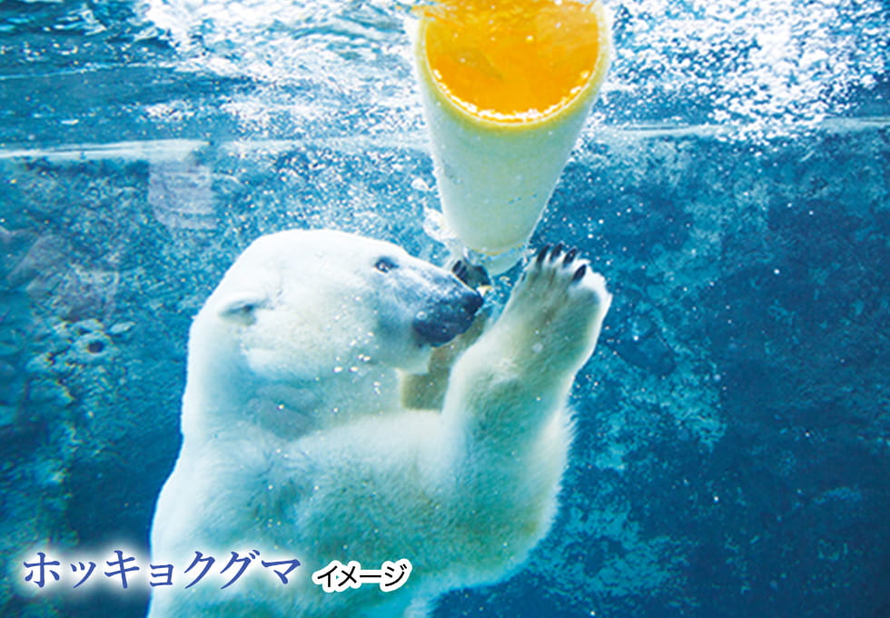 ホッキョクグマ