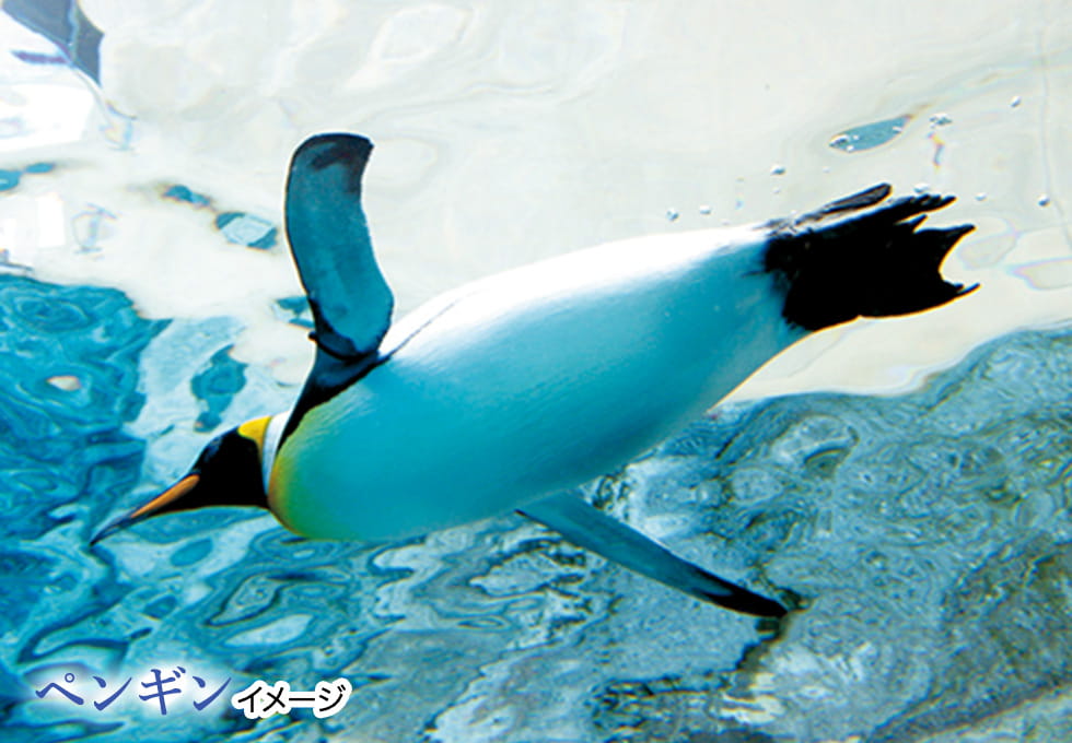 ペンギン
