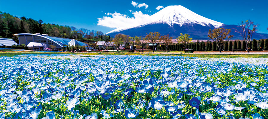 山中湖・花の都公園