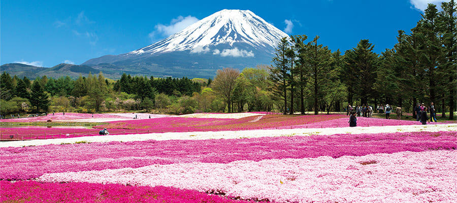 本栖湖・富士芝桜まつり