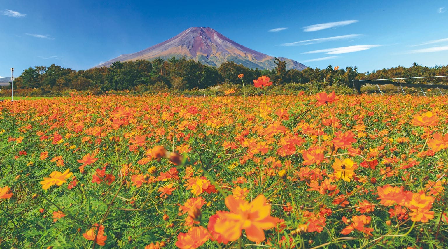 山中湖・花の都公園