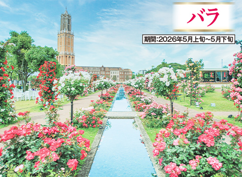 バラセレブレーション