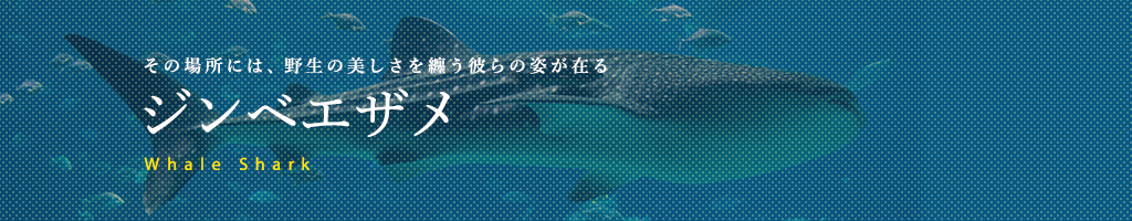 ジンベイザメ
