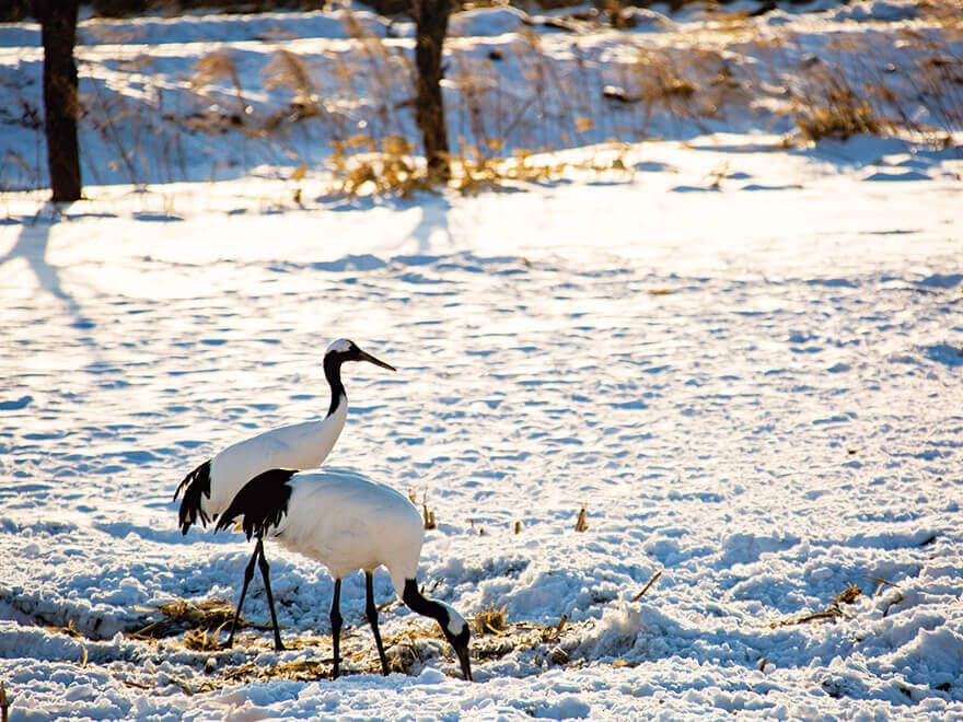 Birder’s Field