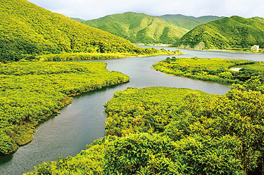奄美大島　マングローブ原生林